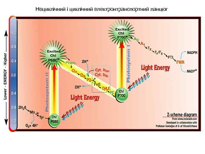 Нециклічний і циклічний електронтранспортний ланцюг 