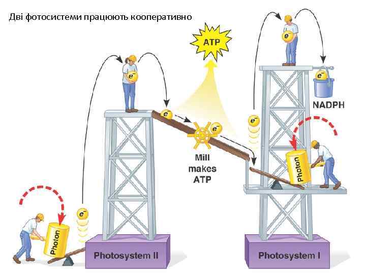 Дві фотосистеми працюють кооперативно 