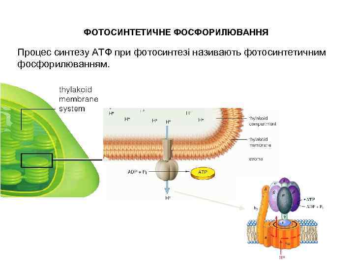 ФОТОСИНТЕТИЧНЕ ФОСФОРИЛЮВАННЯ Процес синтезу АТФ при фотосинтезі називають фотосинтетичним фосфорилюванням. 