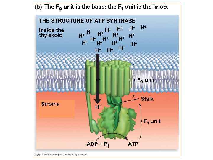 The FO unit is the base; the F 1 unit is the knob. THE