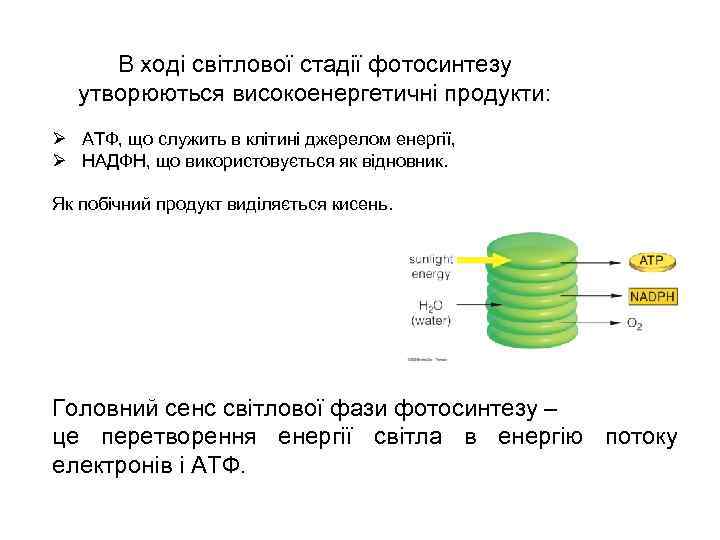 В ході світлової стадії фотосинтезу утворюються високоенергетичні продукти: Ø АТФ, що служить в клітині