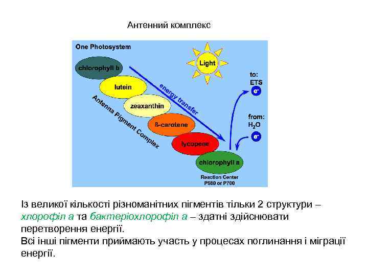 Антенний комплекс Із великої кількості різноманітних пігментів тільки 2 структури – хлорофіл а та
