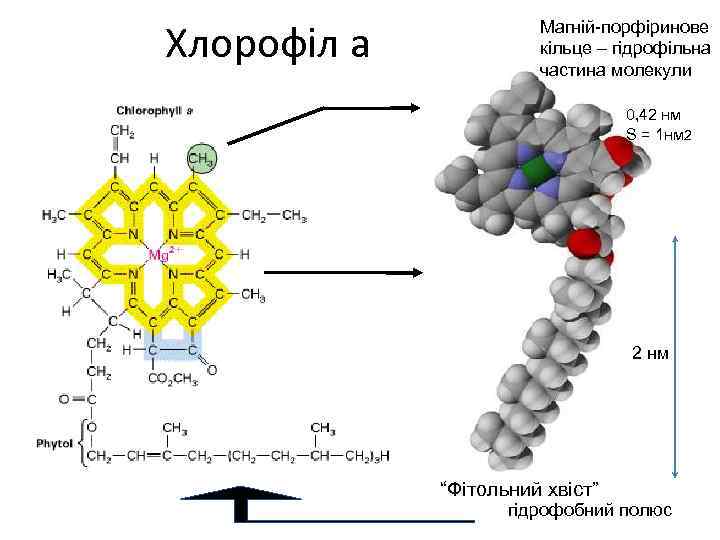 Хлорофіл a Магній-порфіринове кільце – гідрофільна частина молекули • Chl a has a methyl