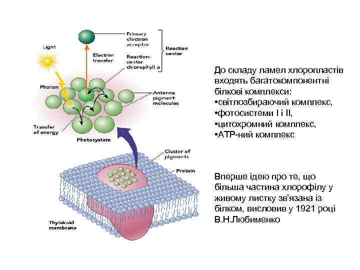 До складу ламел хлоропластів входять багатокомпонентні білкові комплекси: • світлозбираючий комплекс, • фотосистеми І