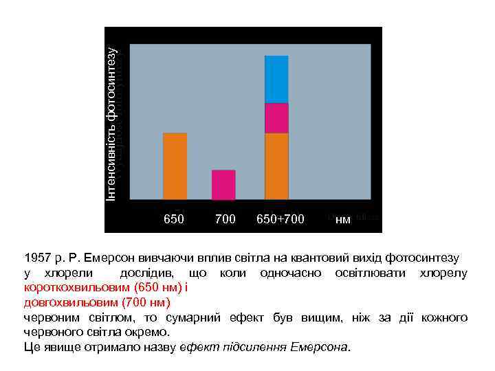 Інтенсивність фотосинтезу 650 700 650+700 нм 1957 р. Р. Емерсон вивчаючи вплив світла на