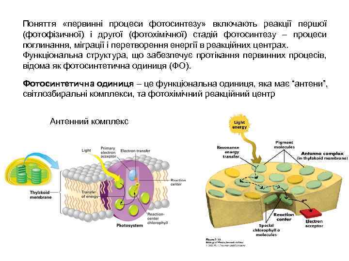 Поняття «первинні процеси фотосинтезу» включають реакції першої (фотофізичної) і другої (фотохімічної) стадій фотосинтезу –