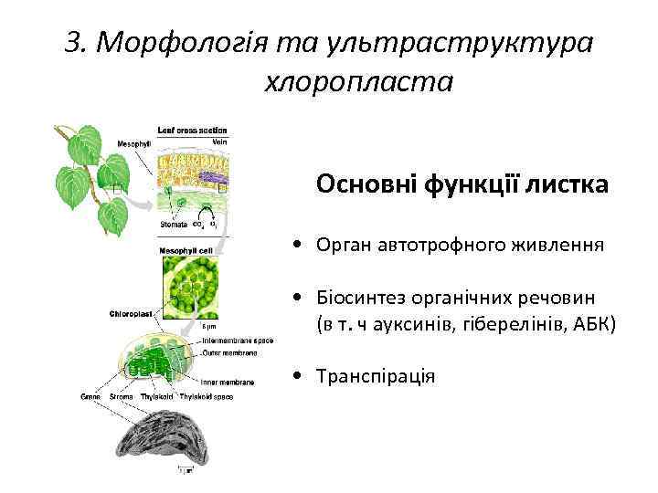 3. Морфологія та ультраструктура хлоропласта Основні функції листка • Орган автотрофного живлення • Біосинтез