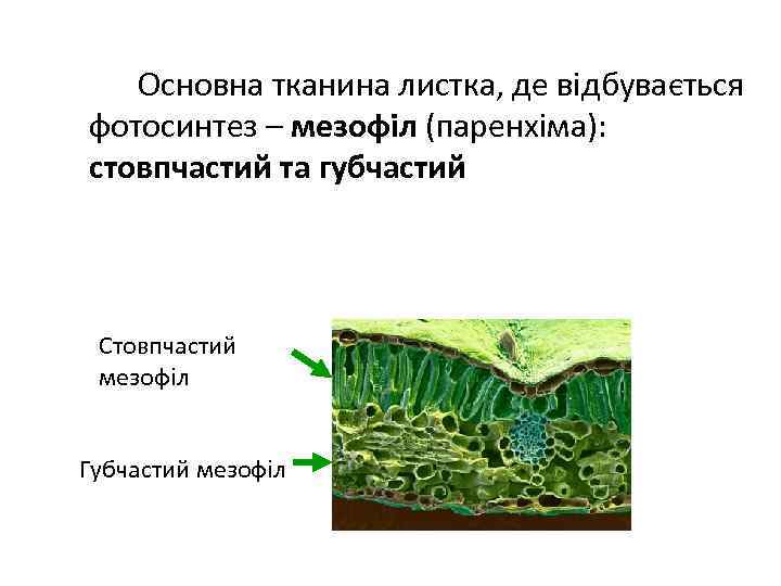 Основна тканина листка, де відбувається фотосинтез – мезофіл (паренхіма): стовпчастий та губчастий Стовпчастий мезофіл