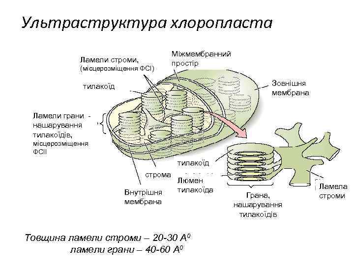 Ультраструктура хлоропласта Ламели строми, (місцерозміщення ФСІ) Міжмембранний простір Зовнішня мембрана тилакоїд Ламели грани нашарування