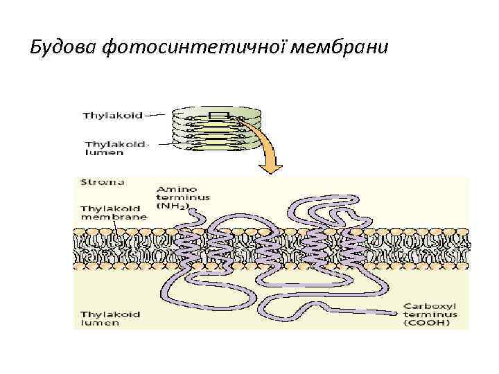 Будова фотосинтетичної мембрани 