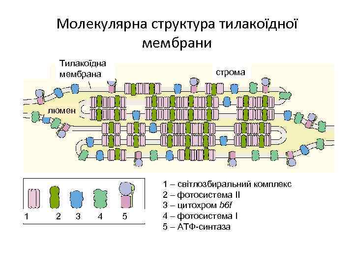 Молекулярна структура тилакоїдної мембрани Тилакоїдна мембрана строма люмен 1 2 3 4 5 1