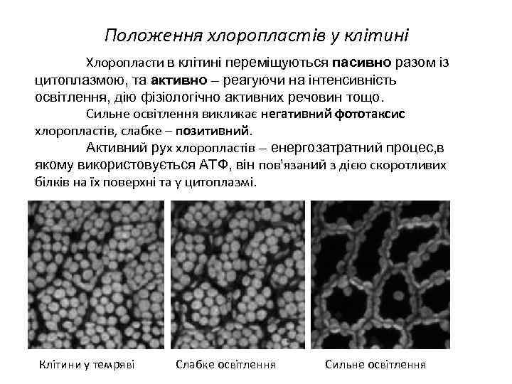 Положення хлоропластів у клітині Хлоропласти в клітині переміщуються пасивно разом із цитоплазмою, та активно