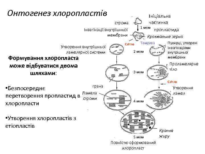 Онтогенез хлоропластів Ініціальна частинка строма Інвагінації внутрішньої мембрани Утворення внутрішньої ламелярної системи Формування хлоропласта