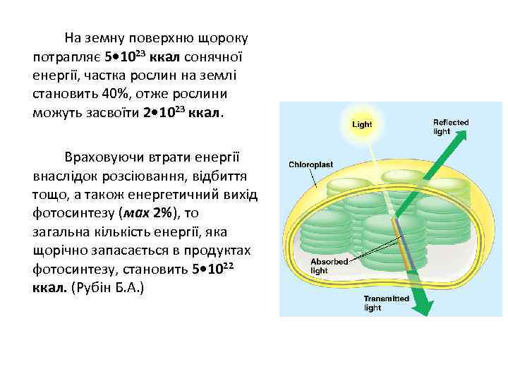 На земну поверхню щороку потрапляє 5 • 1023 ккал сонячної енергії, частка рослин на