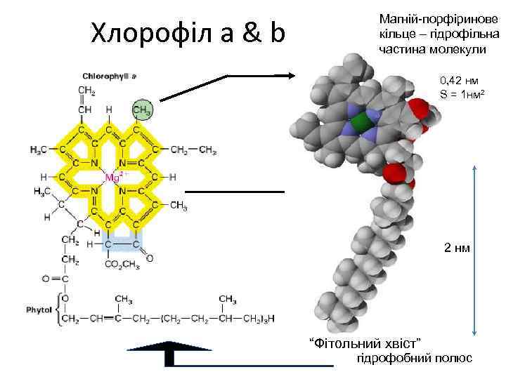 Хлорофіл a & b Магній порфіринове кільце – гідрофільна частина молекули 0, 42 нм