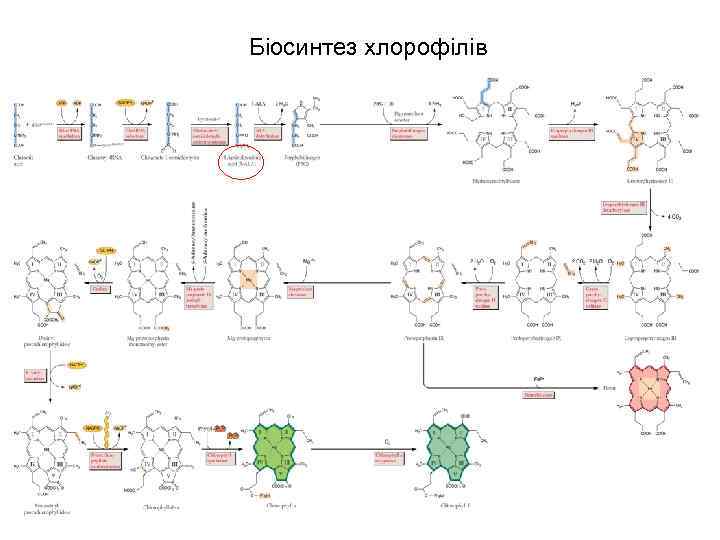 Біосинтез хлорофілів 