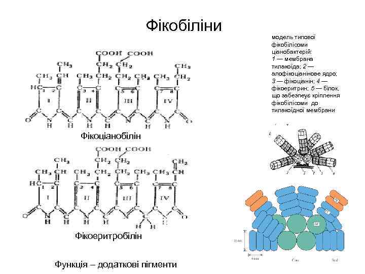 Фікобіліни Фікоціанобілін Фікоеритробілін Функція – додаткові пігменти модель типової фікобілісоми ціанобактерій: 1 — мембрана