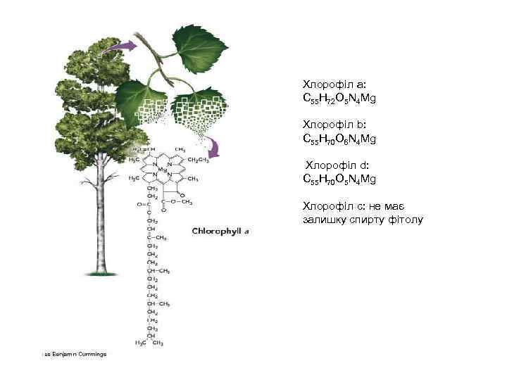 Хлорофіл а: C 55 H 72 O 5 N 4 Mg Хлорофіл b: C