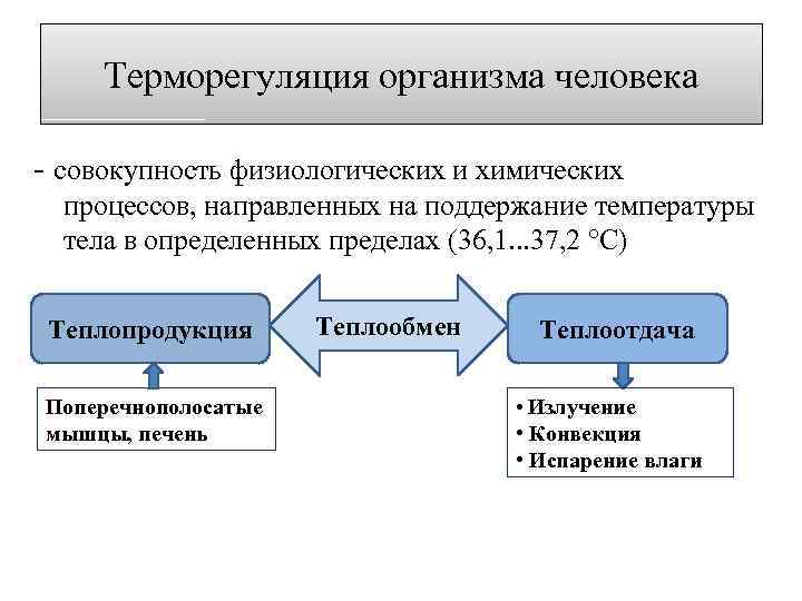 Терморегуляция организма человека - совокупность физиологических и химических процессов, направленных на поддержание температуры тела