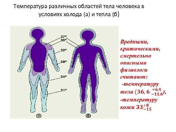 Температура различных областей тела человека в условиях холода (а) и тепла (б) 