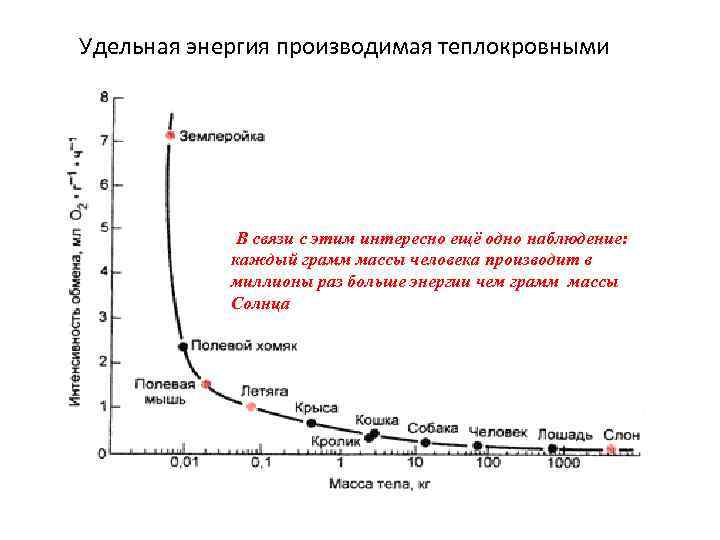 Удельная энергия производимая теплокровными В связи с этим интересно ещё одно наблюдение: каждый грамм