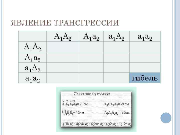 ЯВЛЕНИЕ ТРАНСГРЕССИИ А 1 А 2 А 1 а 2 а 1 А 2