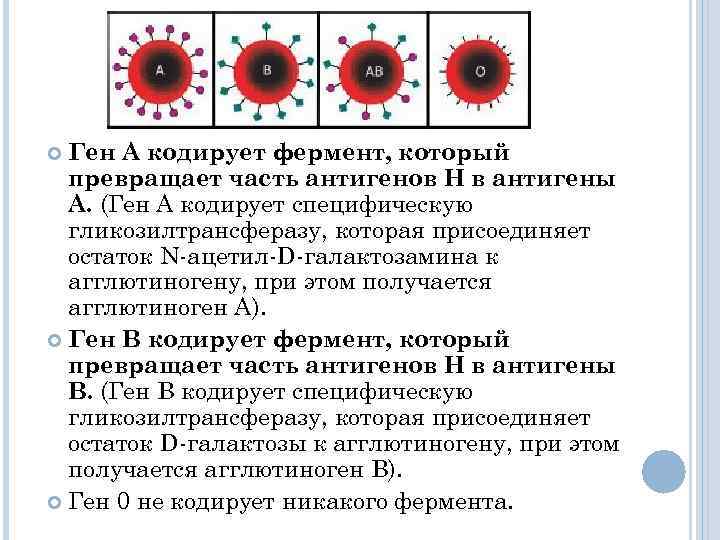 Ген А кодирует фермент, который превращает часть антигенов Н в антигены А. (Ген А