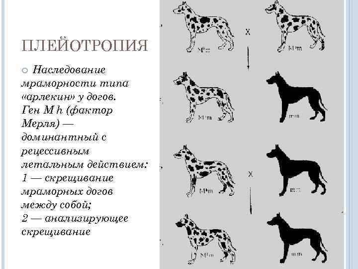 ПЛЕЙОТРОПИЯ Наследование мраморности типа «арлекин» у догов. Ген М h (фактор Мерля) — доминантный