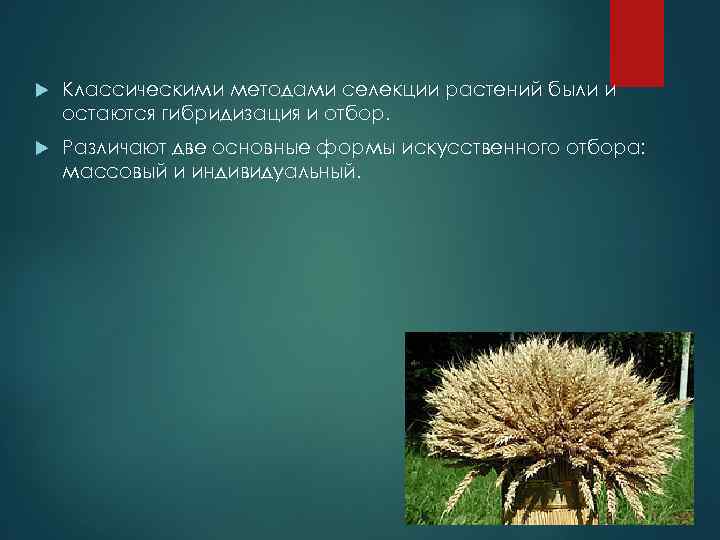  Классическими методами селекции растений были и остаются гибридизация и отбор. Различают две основные