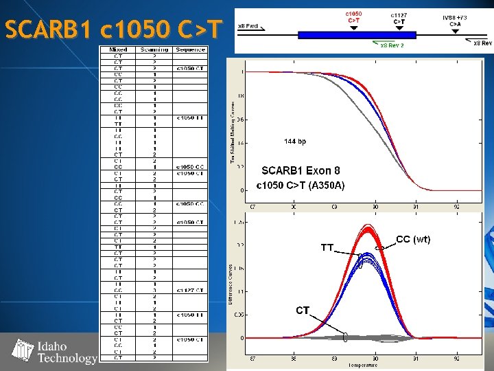 SCARB 1 c 1050 C>T 