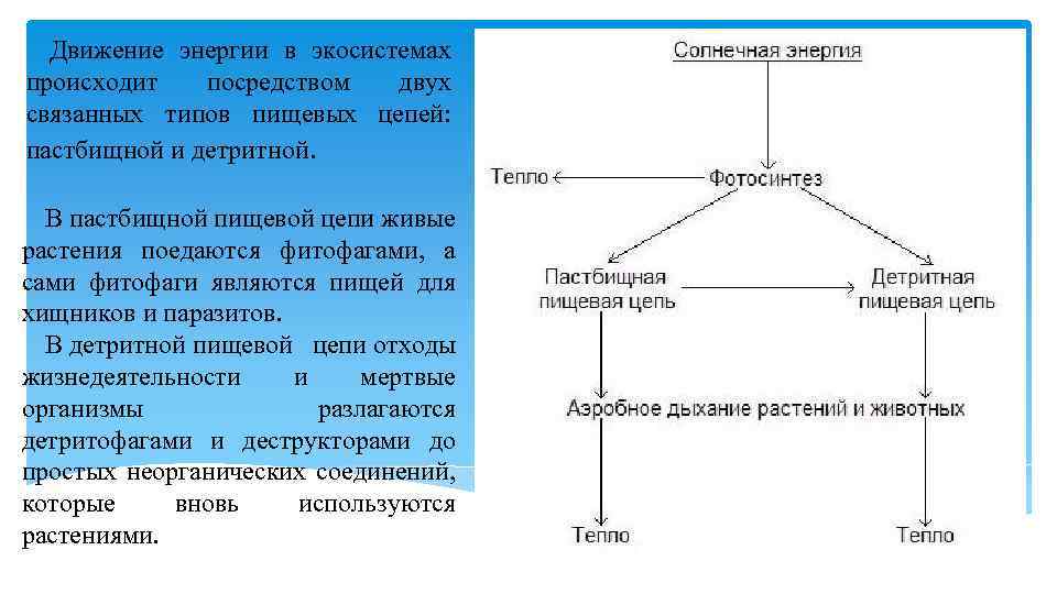 Движение энергии в экосистемах происходит посредством двух связанных типов пищевых цепей: пастбищной и детритной.