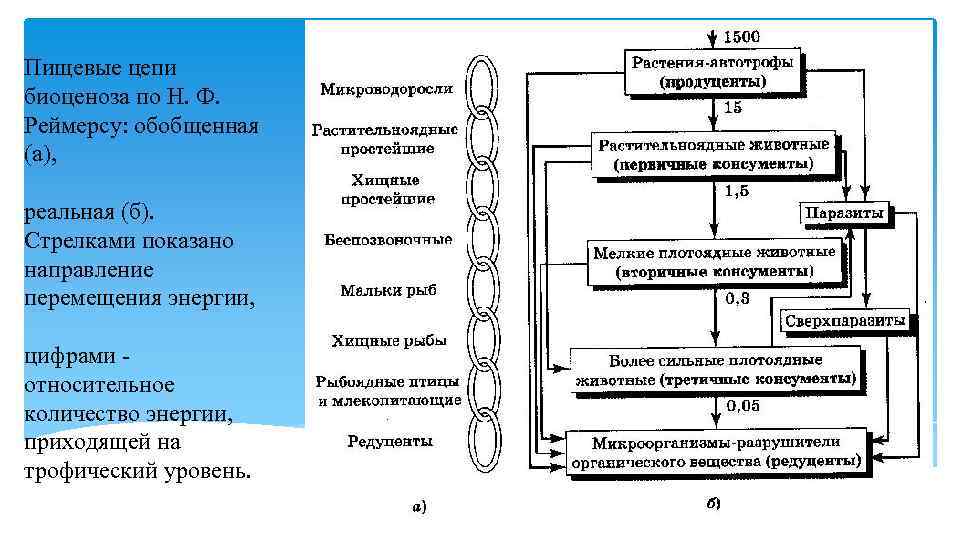 Пищевые цепи биоценоза по Н. Ф. Реймерсу: обобщенная (а), реальная (б). Стрелками показано направление