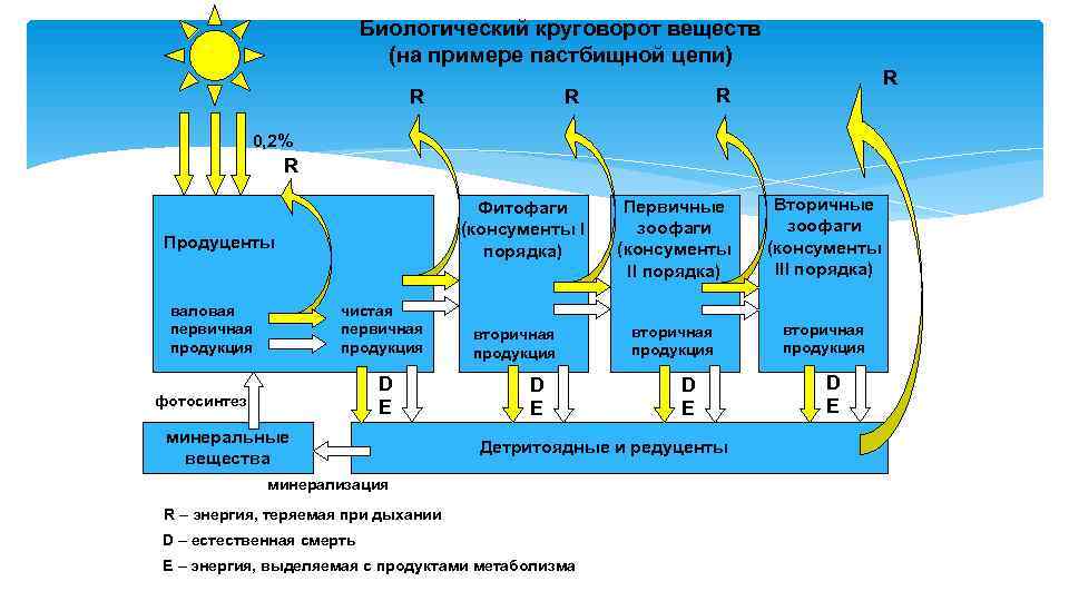Биологический круговорот веществ (на примере пастбищной цепи) R R 0, 2% R Фитофаги (консументы