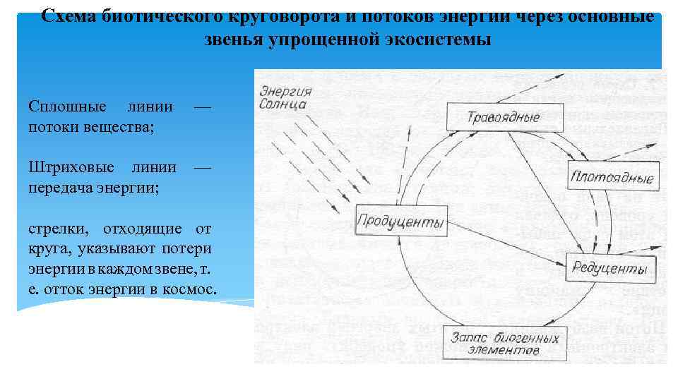 Схема биотического круговорота и потоков энергии через основные звенья упрощенной экосистемы Сплошные линии потоки