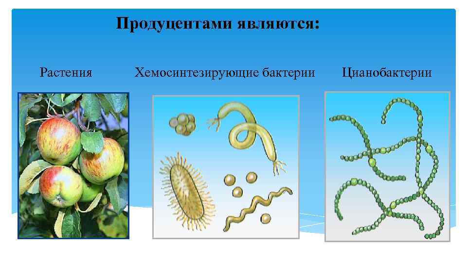 Продуцентами являются: Растения Хемосинтезирующие бактерии Цианобактерии 