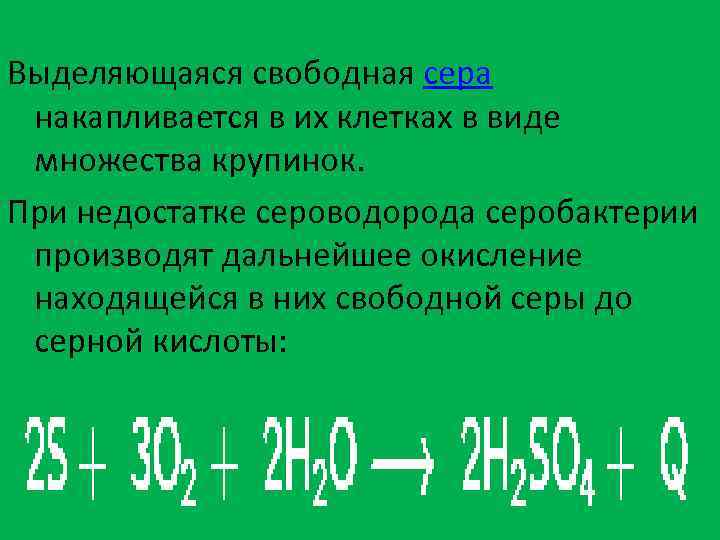 Выделяющаяся свободная сера накапливается в их клетках в виде множества крупинок. При недостатке сероводорода