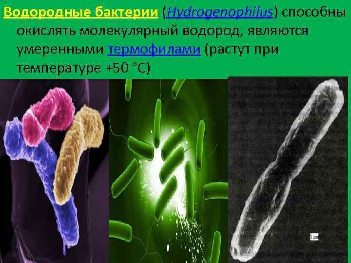 Водородные бактерии (Hydrogenophilus) способны окислять молекулярный водород, являются умеренными термофилами (растут при температуре +50