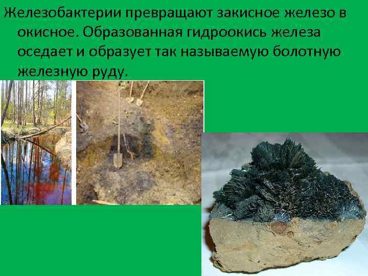 Железобактерии превращают закисное железо в окисное. Образованная гидроокись железа оседает и образует так называемую