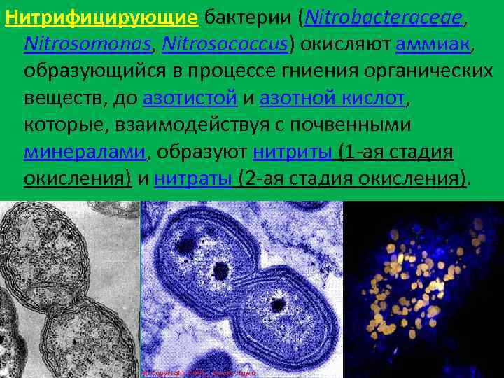 Нитрифицирующие бактерии (Nitrobacteraceae, Nitrosomonas, Nitrosococcus) окисляют аммиак, образующийся в процессе гниения органических веществ, до