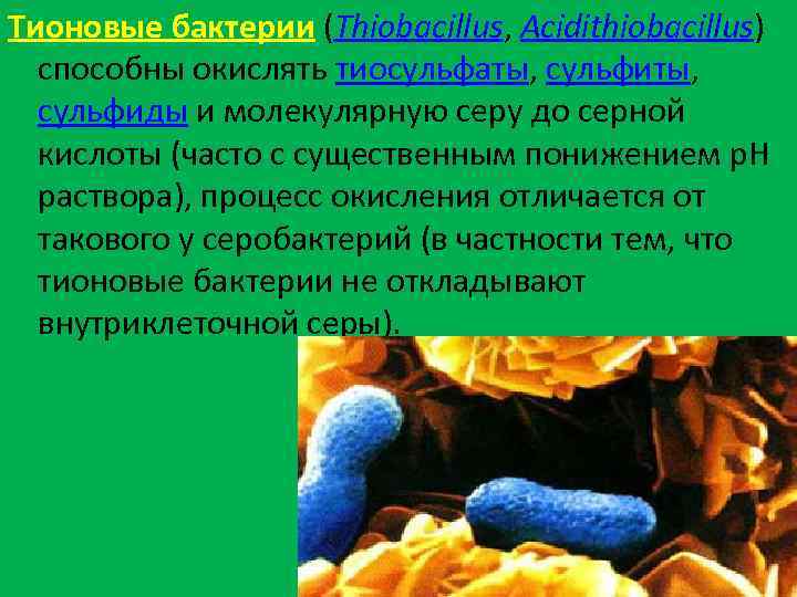 Тионовые бактерии (Thiobacillus, Acidithiobacillus) способны окислять тиосульфаты, сульфиты, сульфиды и молекулярную серу до серной