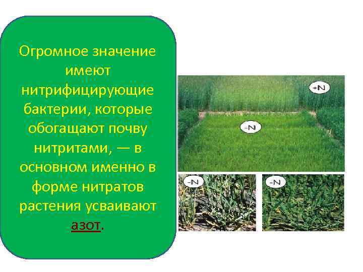 Огромное значение имеют нитрифицирующие бактерии, которые обогащают почву нитритами, — в основном именно в