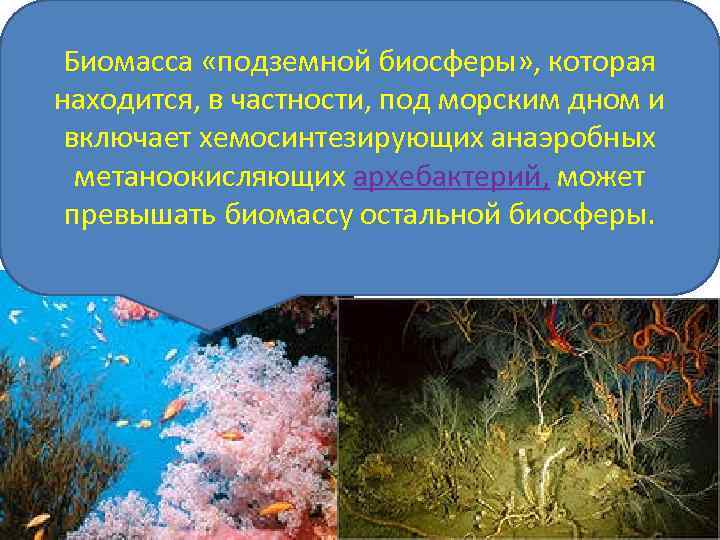 Биомасса «подземной биосферы» , которая находится, в частности, под морским дном и включает хемосинтезирующих