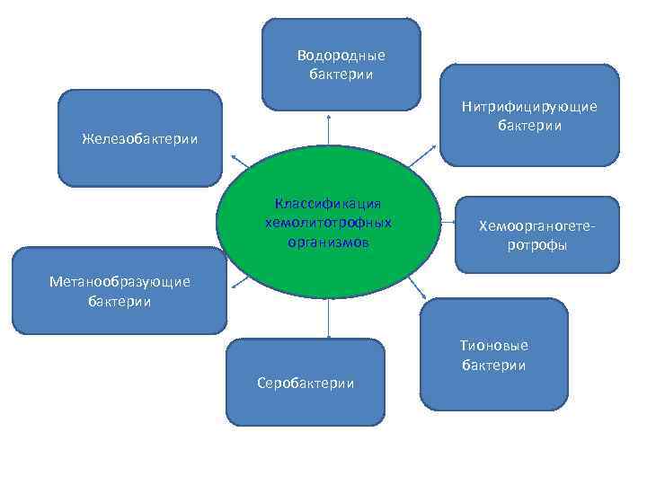 Водородные бактерии Нитрифицирующие бактерии Железобактерии Классификация хемолитотрофных организмов Хемоорганогетеротрофы Метанообразующие бактерии Серобактерии Тионовые бактерии
