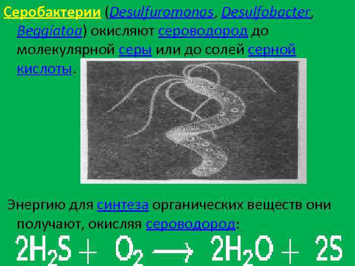Серобактерии (Desulfuromonas, Desulfobacter, Beggiatoa) окисляют сероводород до молекулярной серы или до солей серной кислоты.