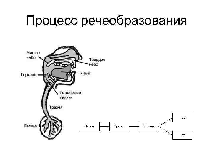 Орган участвует в процессе. Схема речеобразования. Механизмы речеобразования. Схемы речеобразующего аппарата. Произносительный аппарат человека и процесс речеобразования.