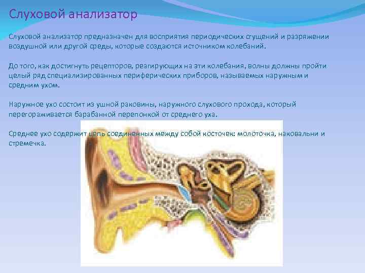 Слуховой анализатор предназначен для восприятия периодических сгущений и разряжении воздушной или другой среды, которые