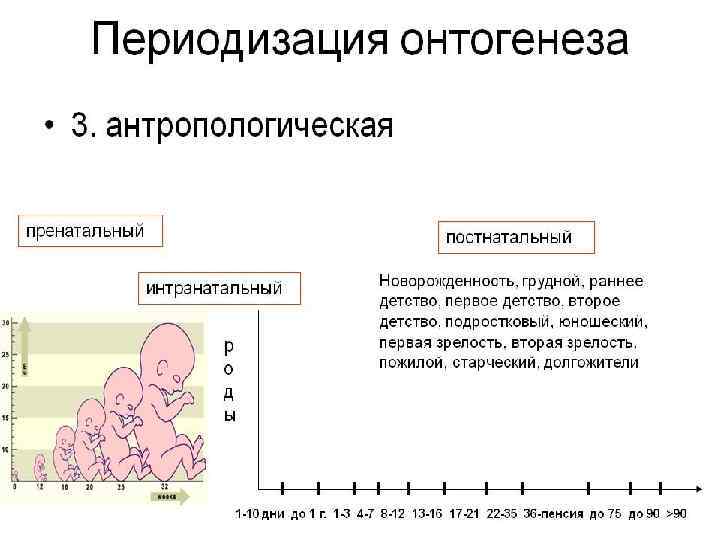 Онтогенез воображения