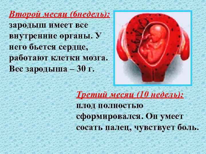 Второй месяц (6 недель): зародыш имеет все внутренние органы. У него бьется сердце, работают