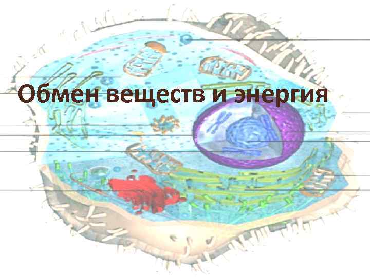 Обмен веществ и энергия 