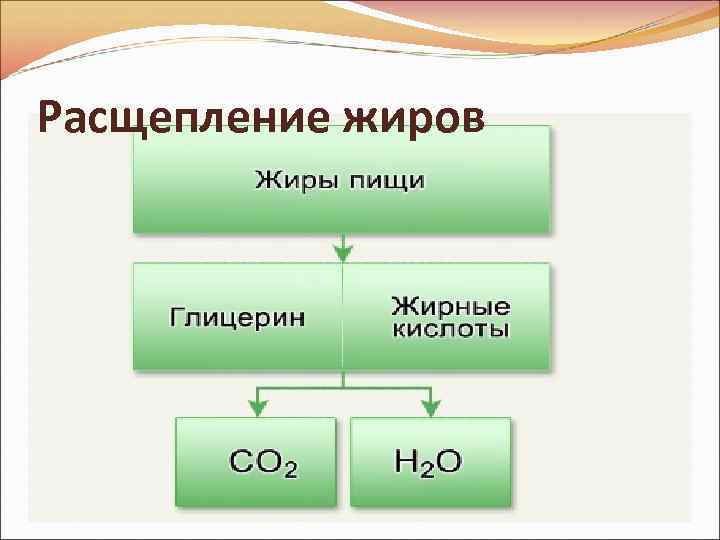 Расщепление жиров 